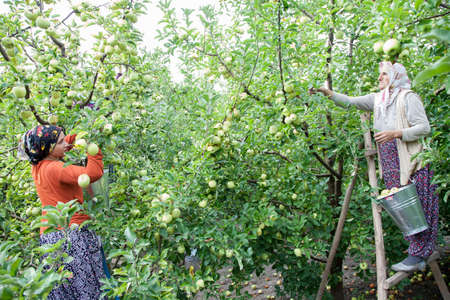 Amasya , Turkey-09292015: Farmers collecting apples in apple orchard.