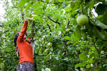 Amasya, Turkey - 09/29/2015: Unknown farmer collecting apples in apple orchard.のeditorial素材