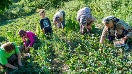 Eregli, Zonguldak / Turkey - 06/24/2013:The villagers are picking strawberries from the garden.のeditorial素材