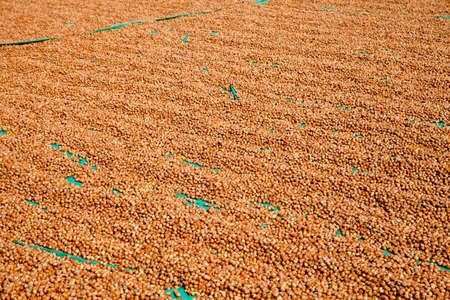Fresh hazelnuts dried in the outdoor,nuts as a backgroundの写真素材