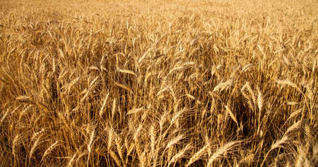 Full frame of golden wheat field at sunset