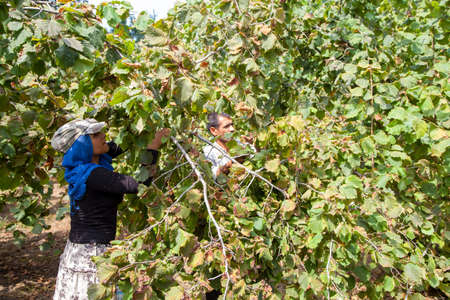 Ordu/Turkey - 08/05/2016: Seasonal workers while picking nutsのeditorial素材