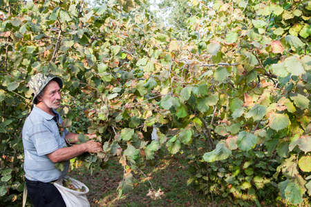 Ordu,Turkey - 08-05-2016:A seasonal male worker collecting hazelnutsのeditorial素材