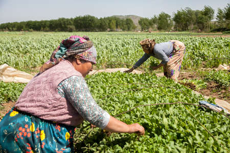Manisa,Turkey - 04-22-2016:Women farmers collecting tobacco seedlingsのeditorial素材