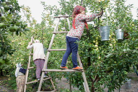 Amasya, Turkey - 09/29/2015: Unknown farmer collecting apples in apple orchard.のeditorial素材