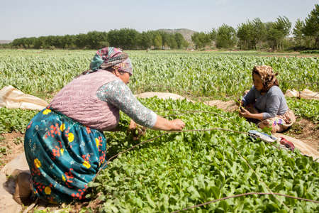 Manisa,Turkey - 04-20-2016: Women farmers in the tobacco fields, Manisa, Turkeyのeditorial素材