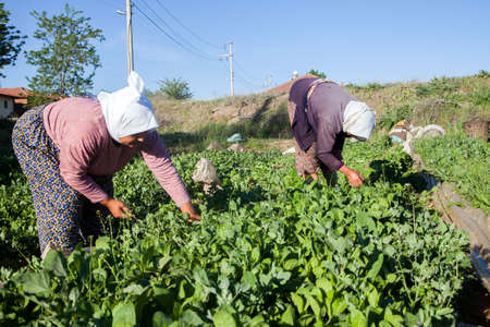 Manisa,Turkey - 04-22-2016:Farmer women working in the vegetable gardenのeditorial素材