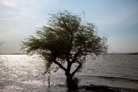 Golyazi Lake with a lonely tree on a windy dayの写真素材