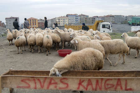 Ä°stanbul/Turkey - 12/7/2008:Sheep market on the streetのeditorial素材
