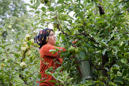 Amasya, Turkey - 09/29/2015: Unknown farmer collecting apples in apple orchard.のeditorial素材