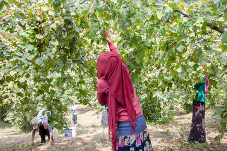 Ordu,Turkey - 08-05-2016: A seasonal woman worker while picking nutsのeditorial素材