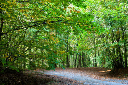 Dirt road through the forest
