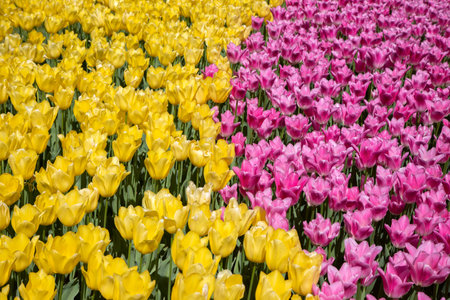 Yellow and pink tulips in parkの写真素材