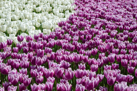 Many purple and white tulips in gardenの写真素材
