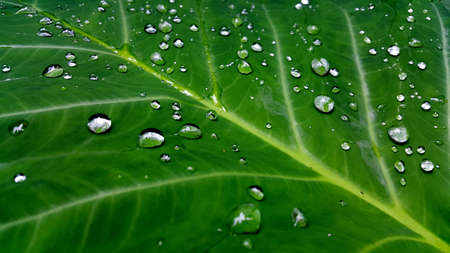Very fresh leaf background. Suitable for wallpaper and so on.