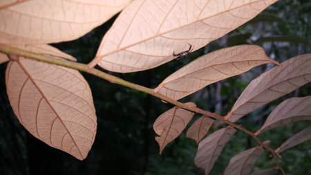 Blurred silhouette of a spider on a leaf on a blurred natural brown background. Selective focus. High quality photosの写真素材