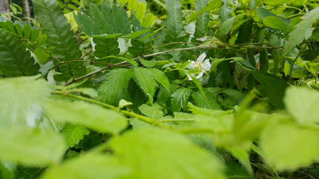 Very beautiful white color flower wallpaper. Forest flower's photo.