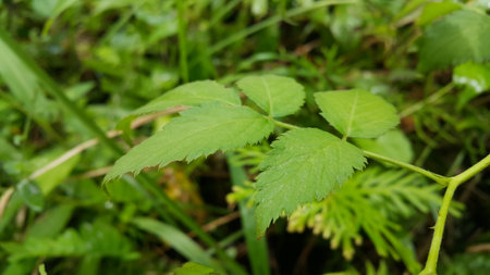 Very fresh light green leaf background. Forest leaf's photo.の写真素材