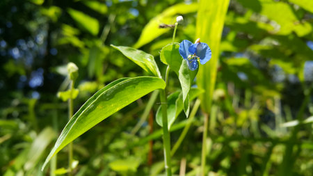 Beautiful blue floral background. Photo of flowers on the mountain.の写真素材