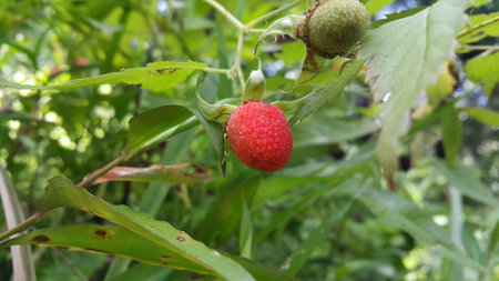 Photo of fruit like strawberry. The green color is not yet ripe, and the red color is ripe. Photo taken in the mountains.の写真素材