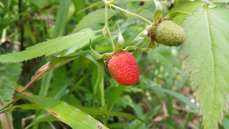 Photo of fruit like strawberry. The green color is not yet ripe, and the red color is ripe. Photo...