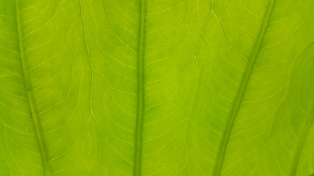 Green leaf pattern background, Natural background and wallpaper. Photo taken in the forest.