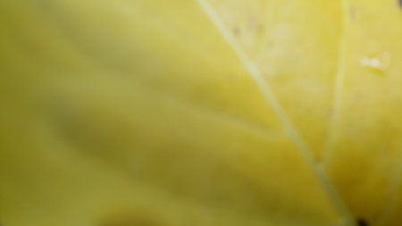 Beautiful yellow textured leaf background. Photo taken in the mountains.の写真素材