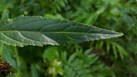 Green leaves pattern background, Natural background and wallpaper. Photo taken in the forest.