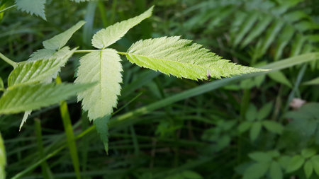 Insects perch on plant leaves. Photo taken in the forest.