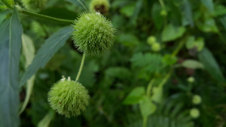 Beautiful botanical shot, natural wallpaper. Taking photos in the forest.の写真素材