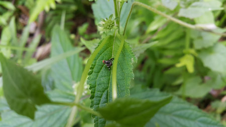 Insects perch on plant leaves. Photo taken on the mountain.の写真素材