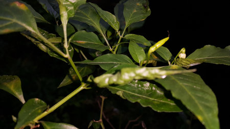 The background of chili trees and their fruit is green. Photo taken in the mountains.の写真素材