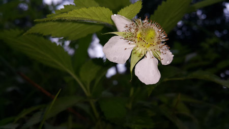 Beautiful white floral background. Photo taken in the mountains.の写真素材