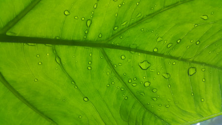 Taro leaf background with raindrops. Photo taken in the forest.