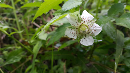 Beautiful white flowers in the garden. Beautiful wallpapers.の写真素材