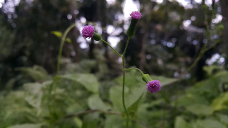 Background of unbloomed flowers. Very beautiful purple flowers.の写真素材