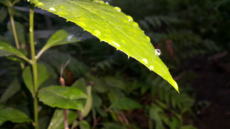Textured plant leaf background image. Photo taken in the forest.の写真素材
