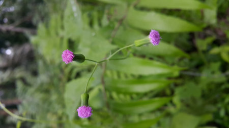 Unblown flower background. Very beautiful purple flowers. Photo taken in the mountains.の写真素材
