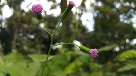 Unblown flower background. Very beautiful purple flowers. Photo taken in the mountains.の写真素材