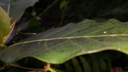 Textured plant leaf background image. Photo taken in the forest.の写真素材