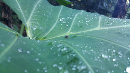 Insects such as grasshoppers perch on taro leaves. Photo taken in the forest.の写真素材