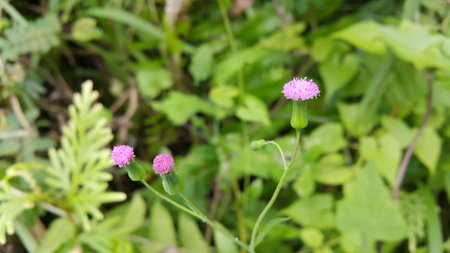 Purple flowers that have not yet bloomed. Taking photos in the jungle.