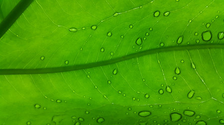 Very fresh taro leaf background Close Up shot. Shot in the forest.の写真素材