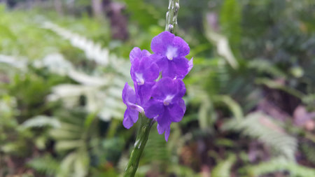 Purple floral plant background. Photo taken in the forest.の写真素材