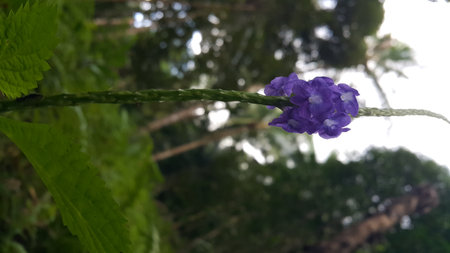 Purple floral plant background. Photo taken in the forest.の写真素材