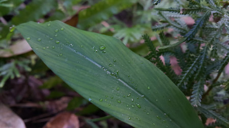 Photo of textured plant leaves. Photo taken in the forest.の写真素材