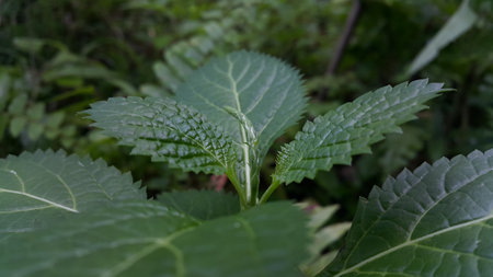 Photo of textured plant leaves. Photo taken in the forest.の写真素材