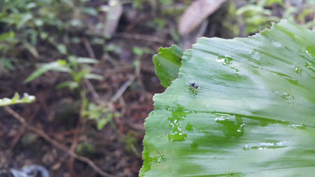 Small spider on plant leaves. Photo taken in the forest.