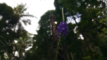 Purple floral plant background. Photo taken in the forest.の写真素材