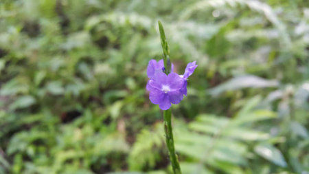 Purple floral plant background. Photo taken in the forest.の写真素材